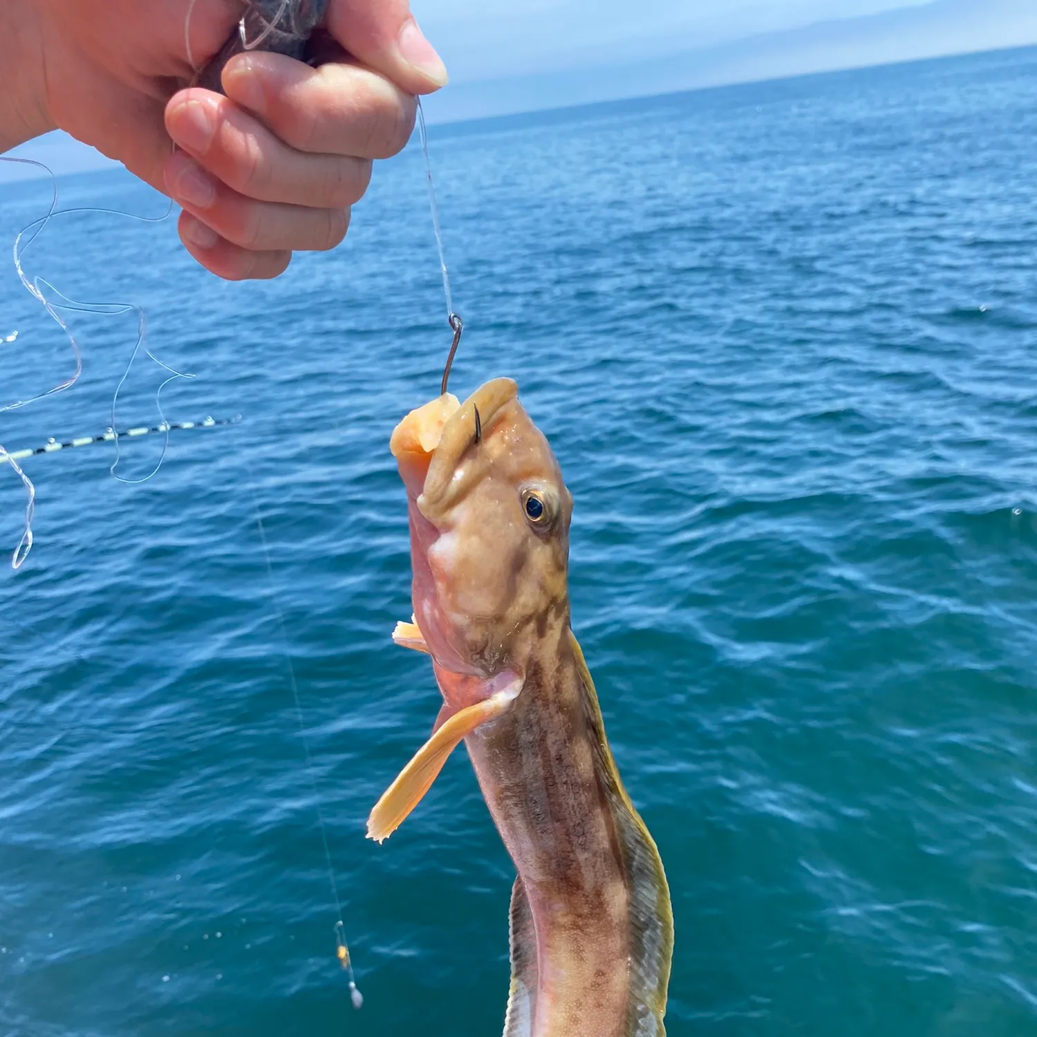 The most recent Ocean pout catches on Fishbrain