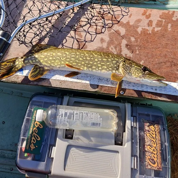 Northern pike caught on Fishbrain