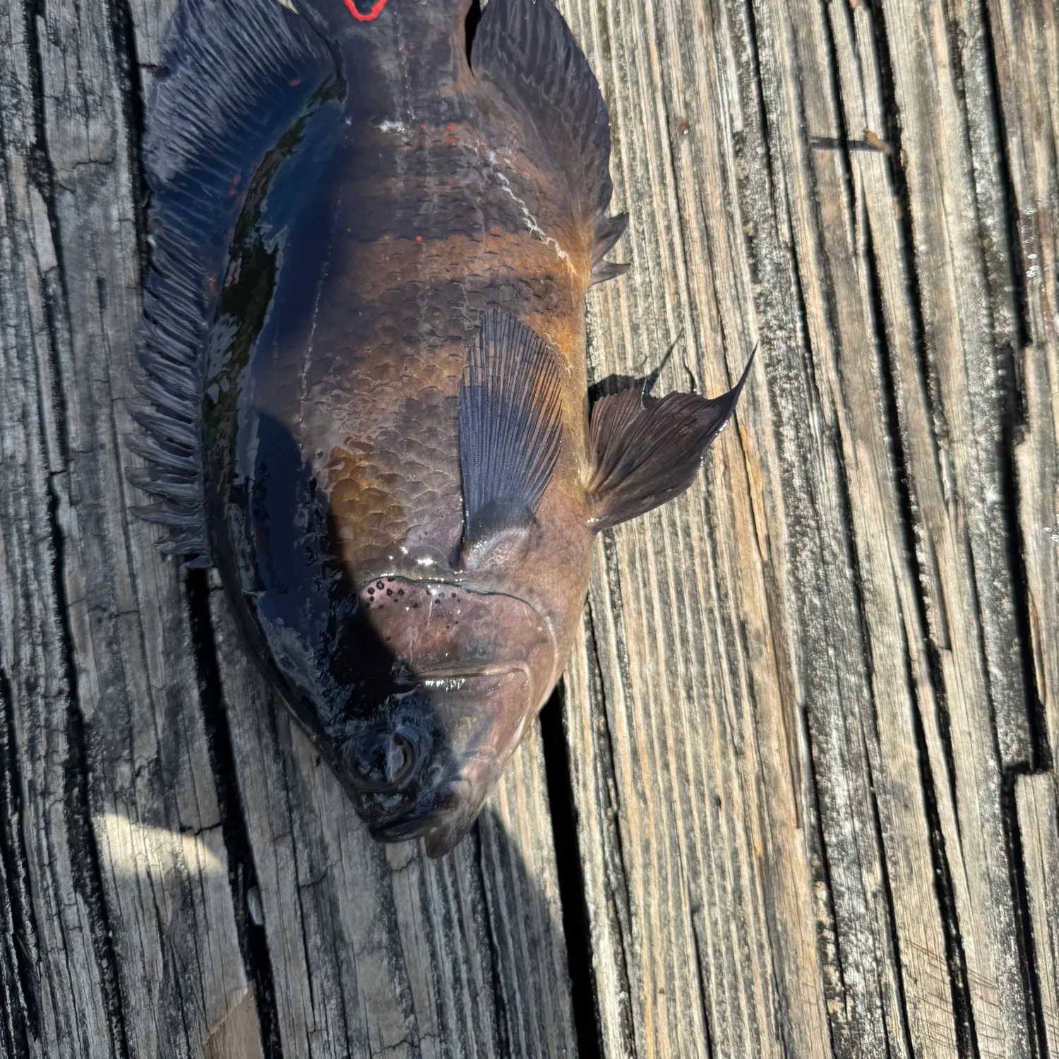 The most recent Oscar catches on Fishbrain
