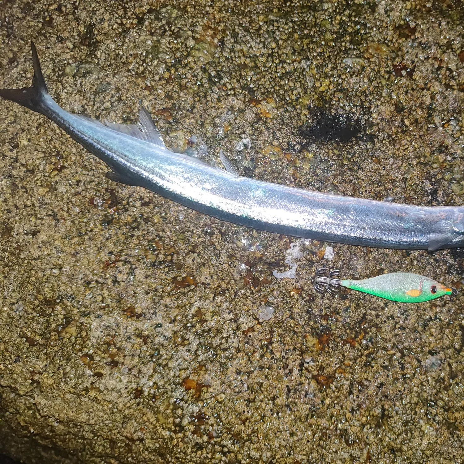 The most recent Agujon needlefish catches on Fishbrain