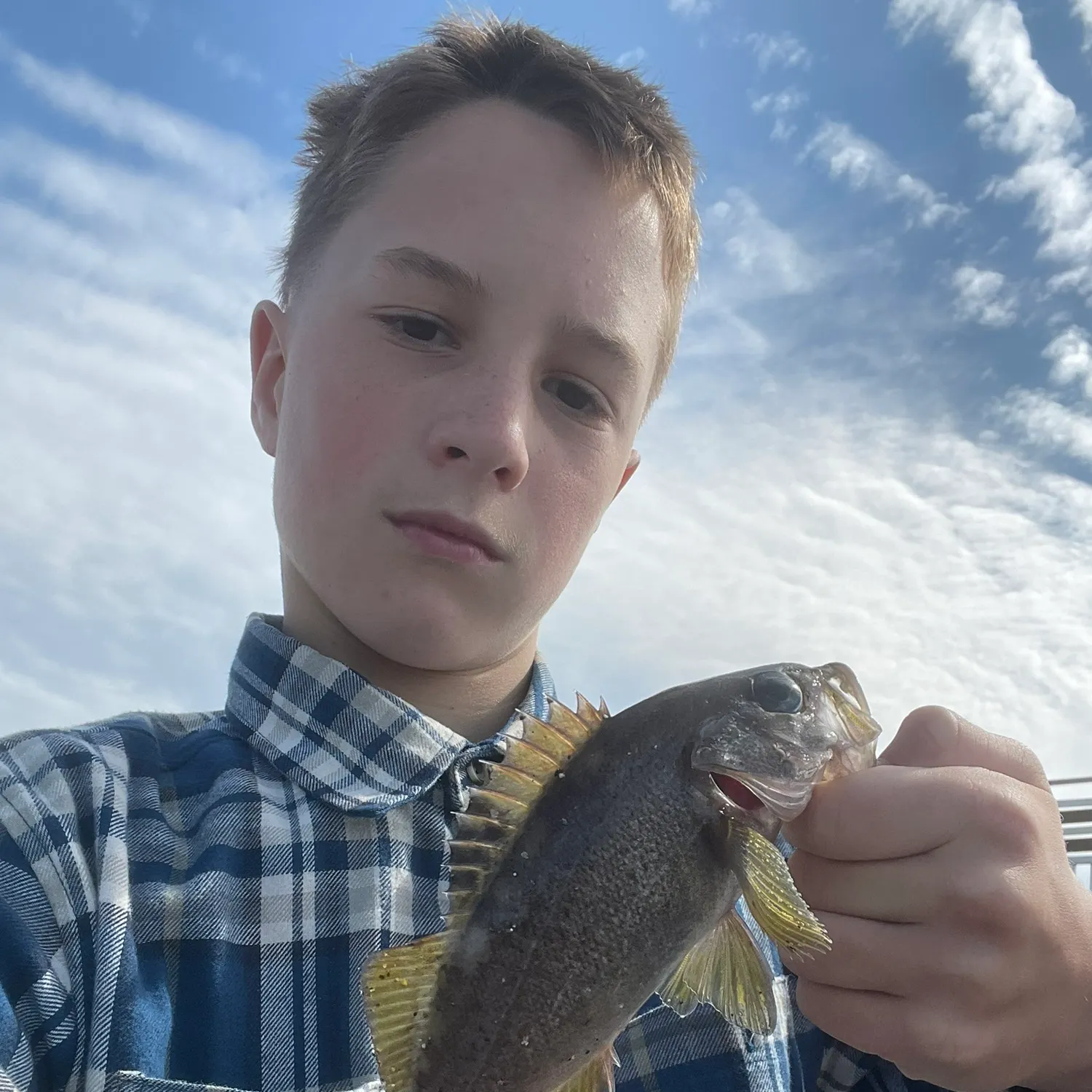 Yellowtail rockfish caught on Fishbrain