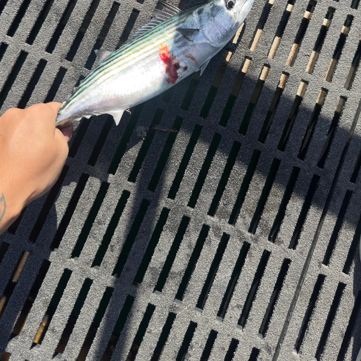 The most recent Striped bonito catches on Fishbrain