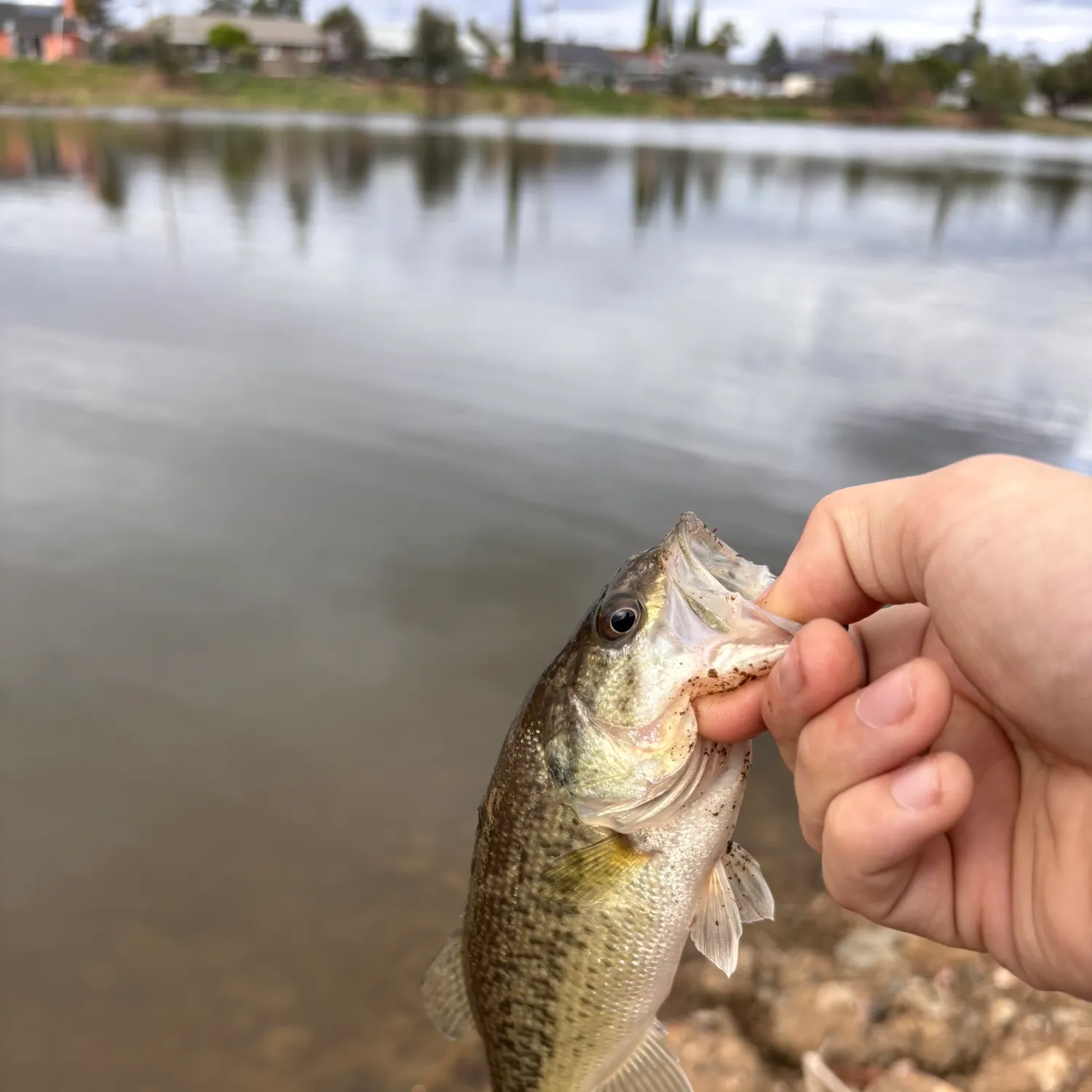 The most recent Smallmouth bass catches on Fishbrain