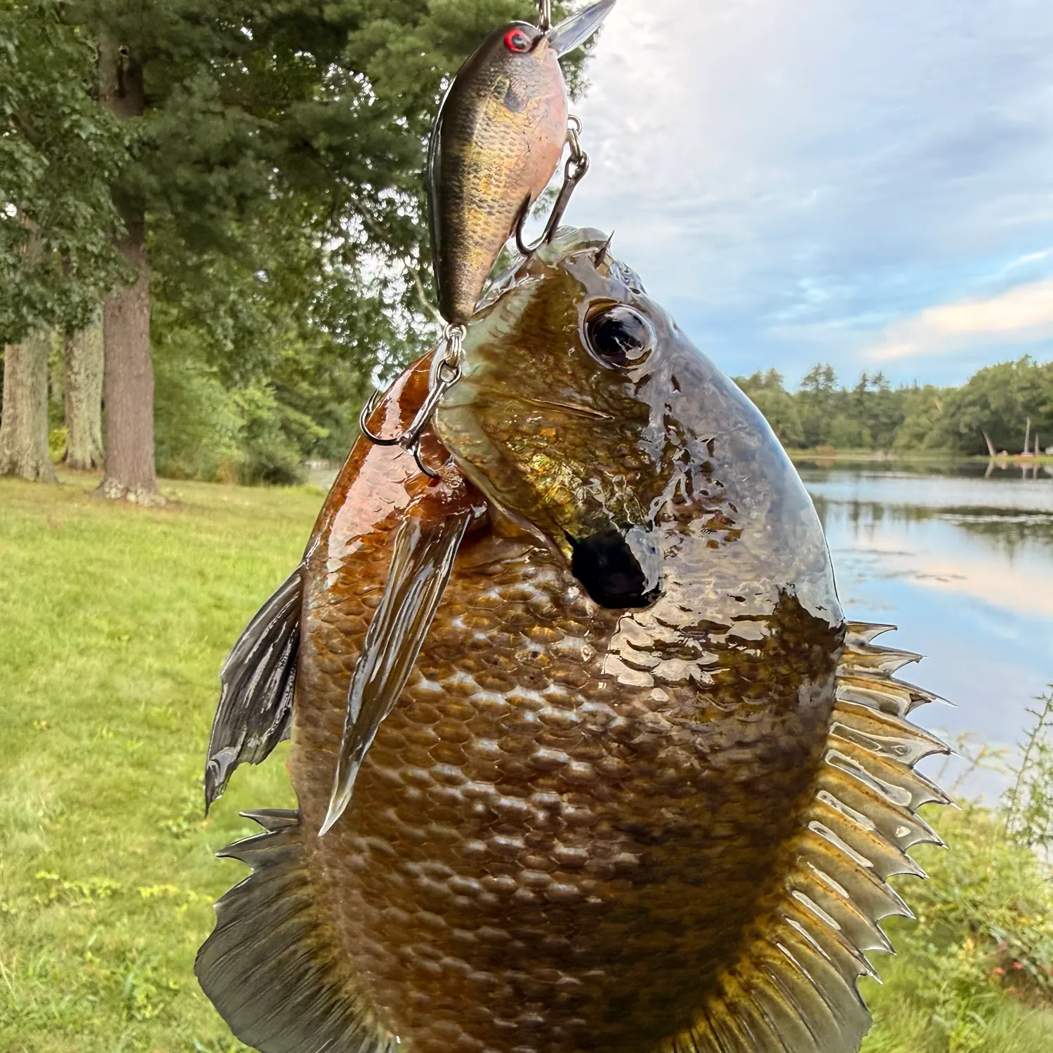 The most recent Bluegill x longear sunfish catches on Fishbrain