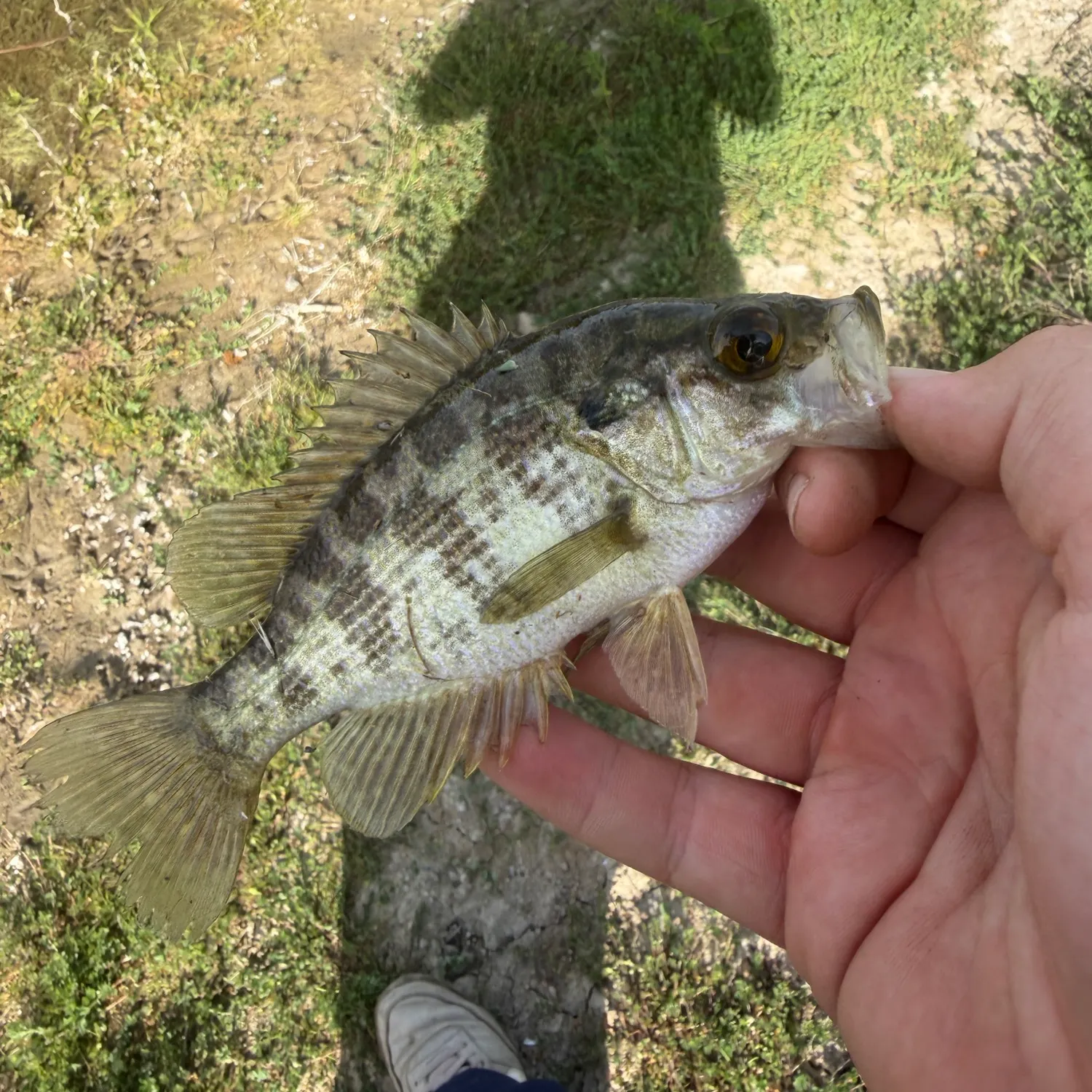 The most recent Sacramento perch catches on Fishbrain