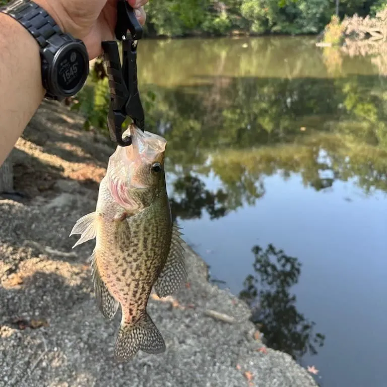 Black crappie caught on Fishbrain