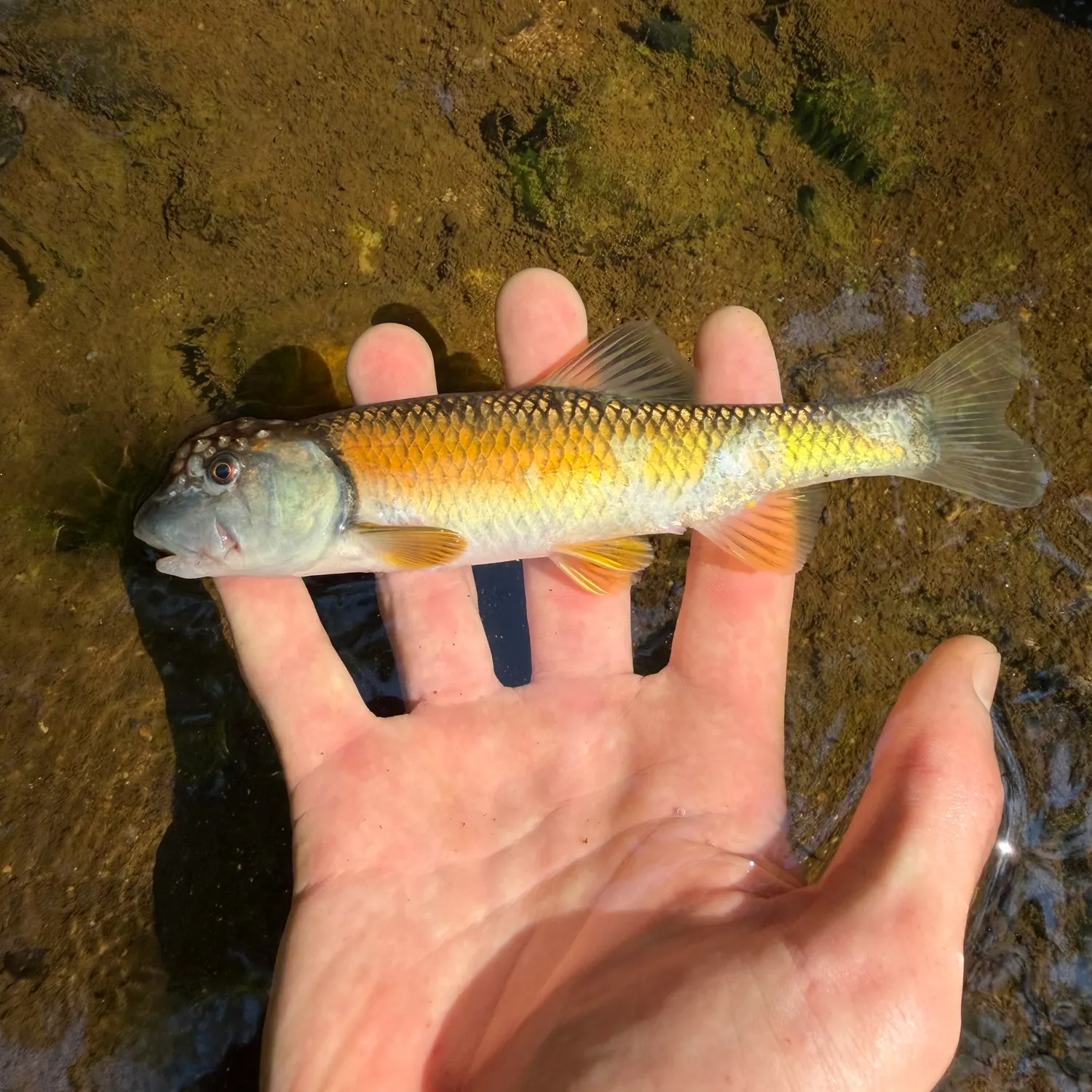 The most recent Bluehead chub catches on Fishbrain