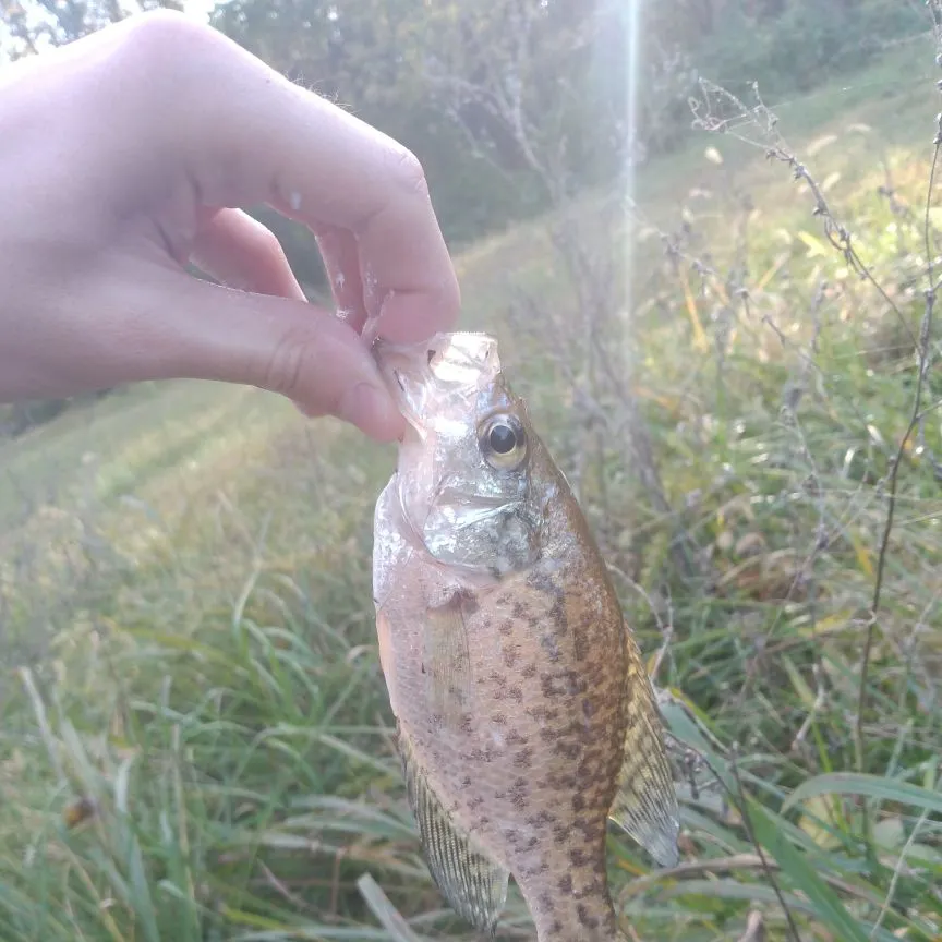 The most recent White crappie catches on Fishbrain