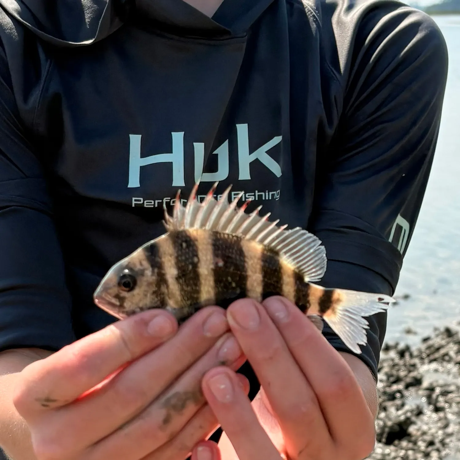 Sheepshead caught on Fishbrain