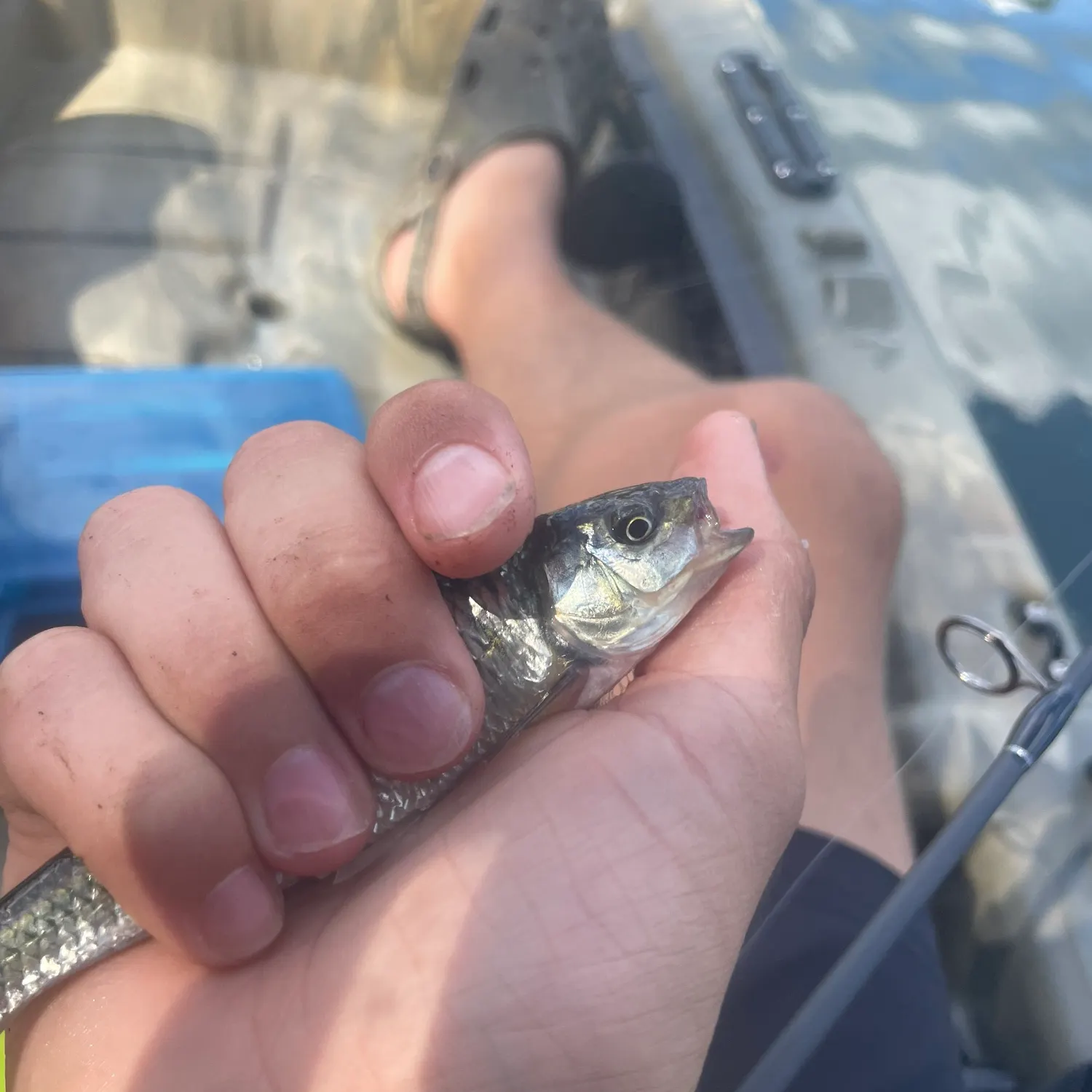 Common shiner caught on Fishbrain