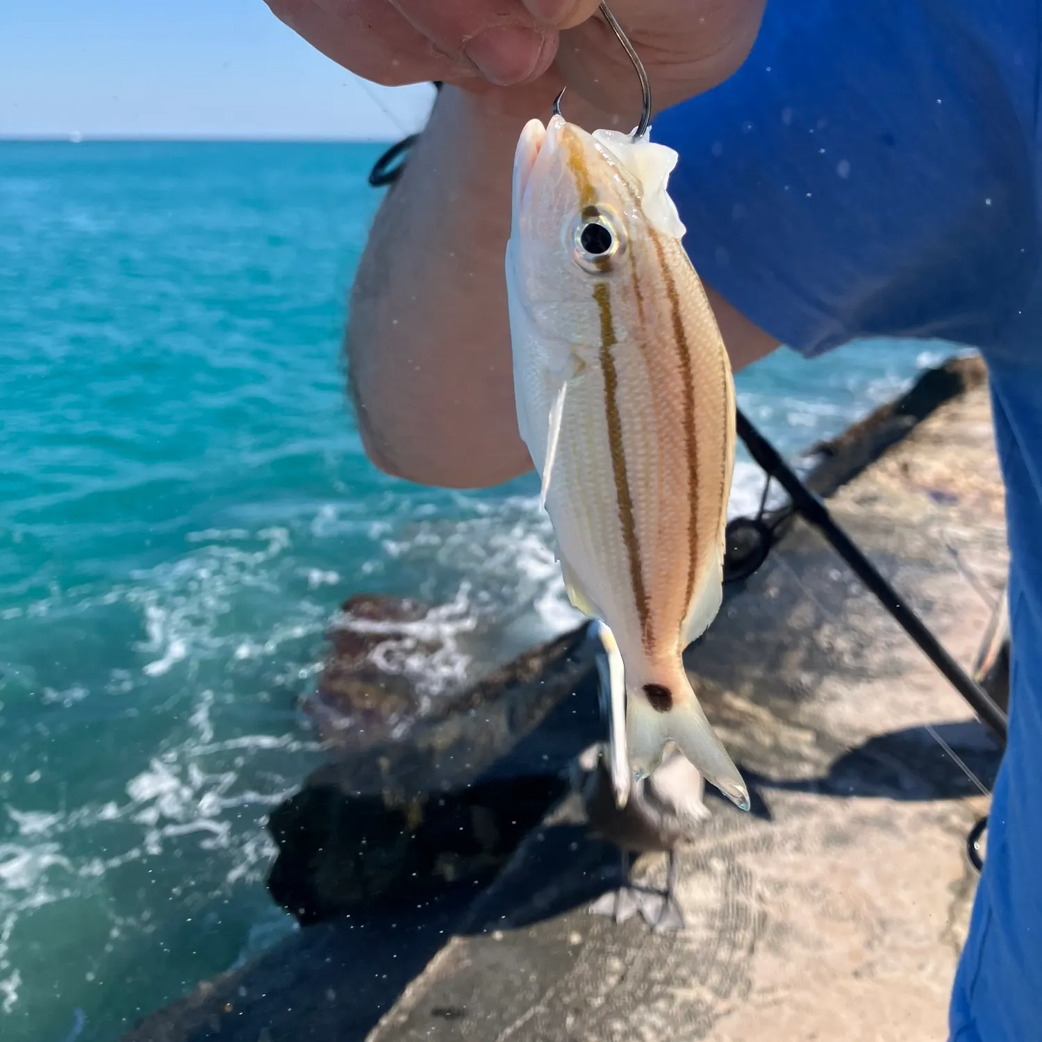 The most recent Tomtate grunt catches on Fishbrain