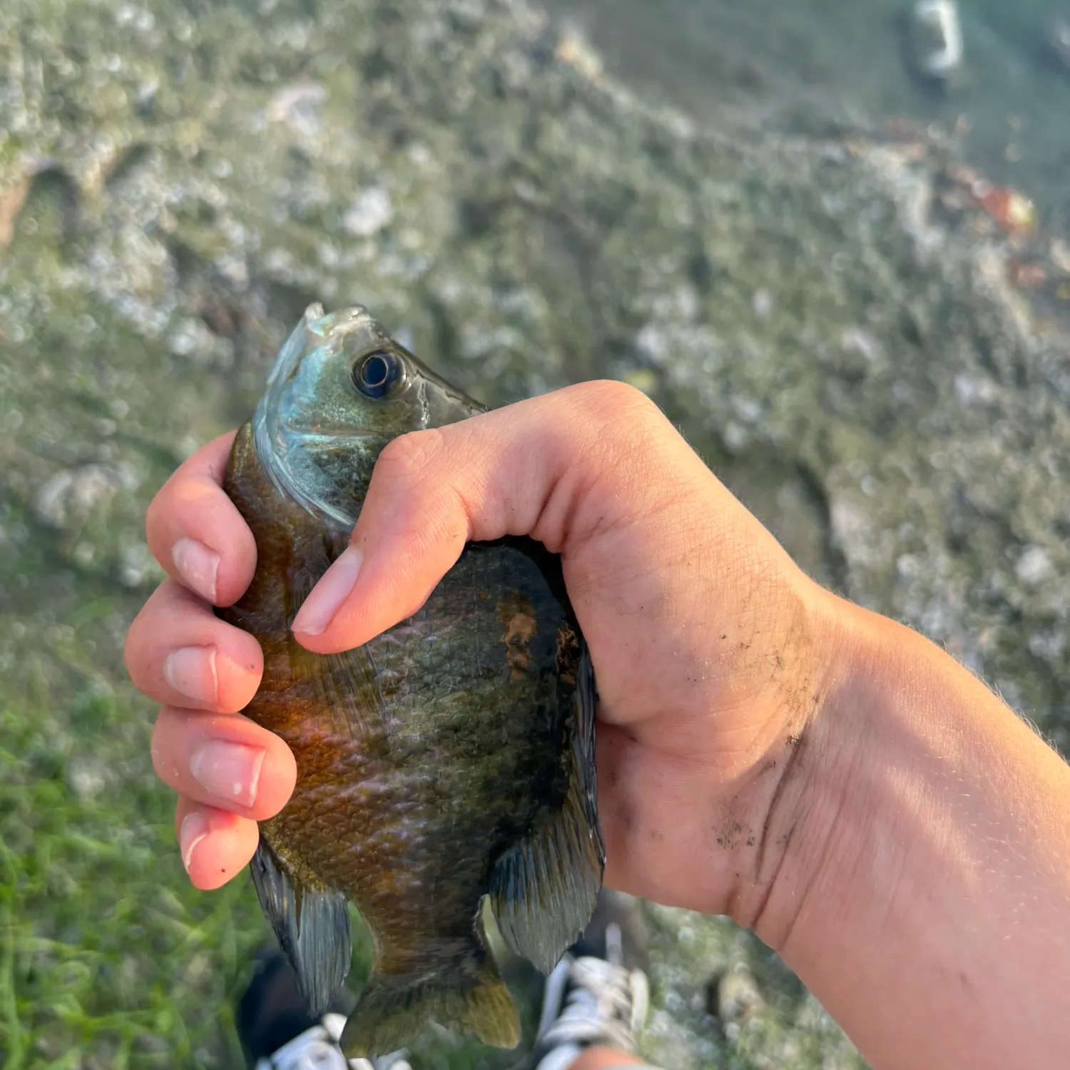 Bluegill caught on Fishbrain