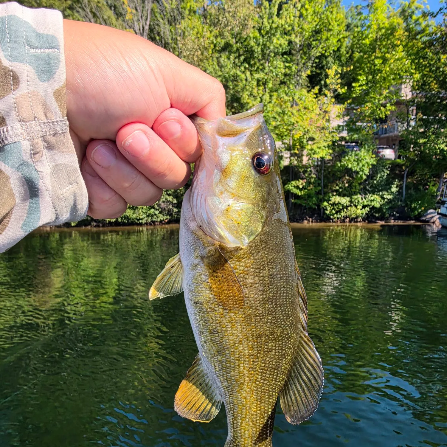 Smallmouth bass caught on Fishbrain