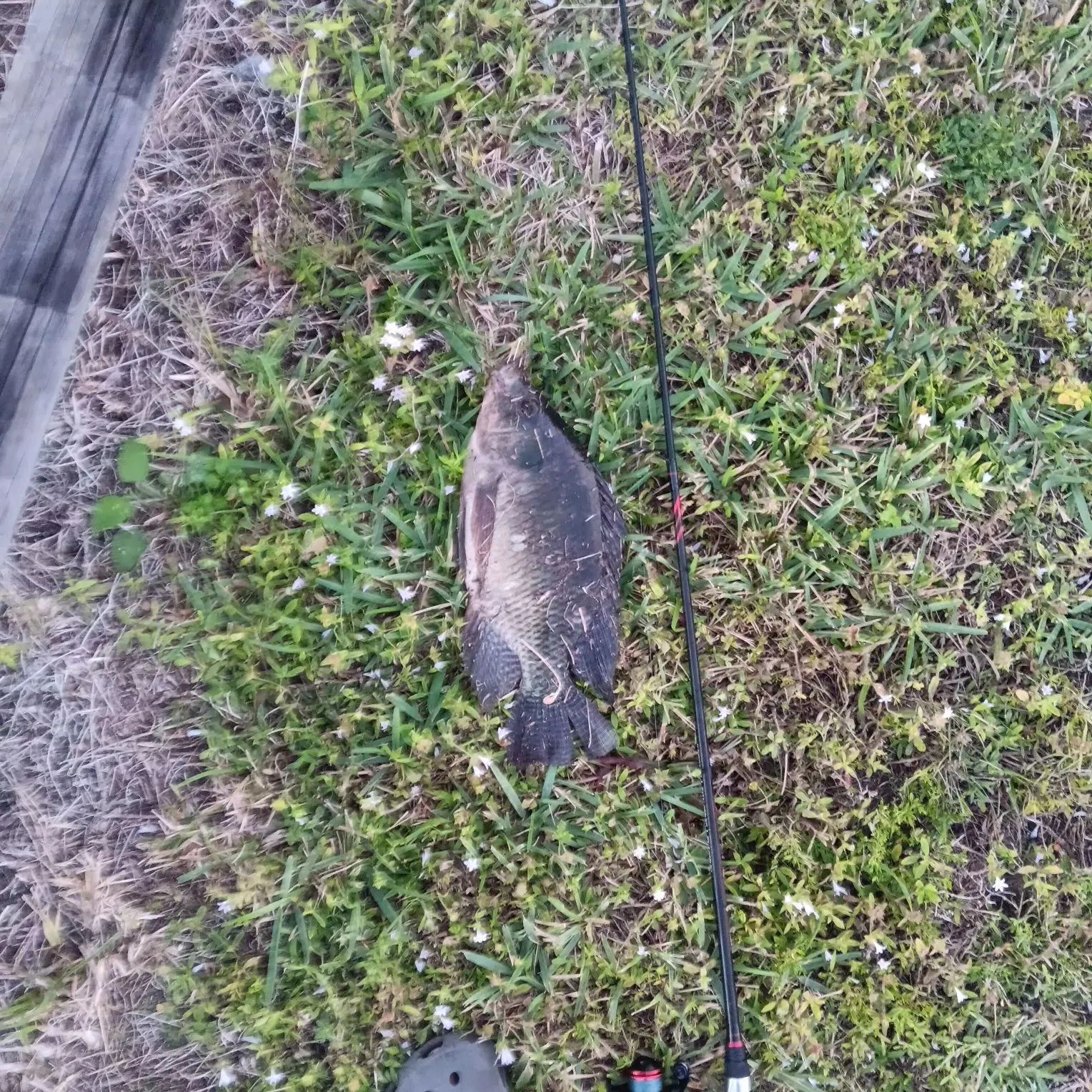 The most recent Blue tilapia catches on Fishbrain