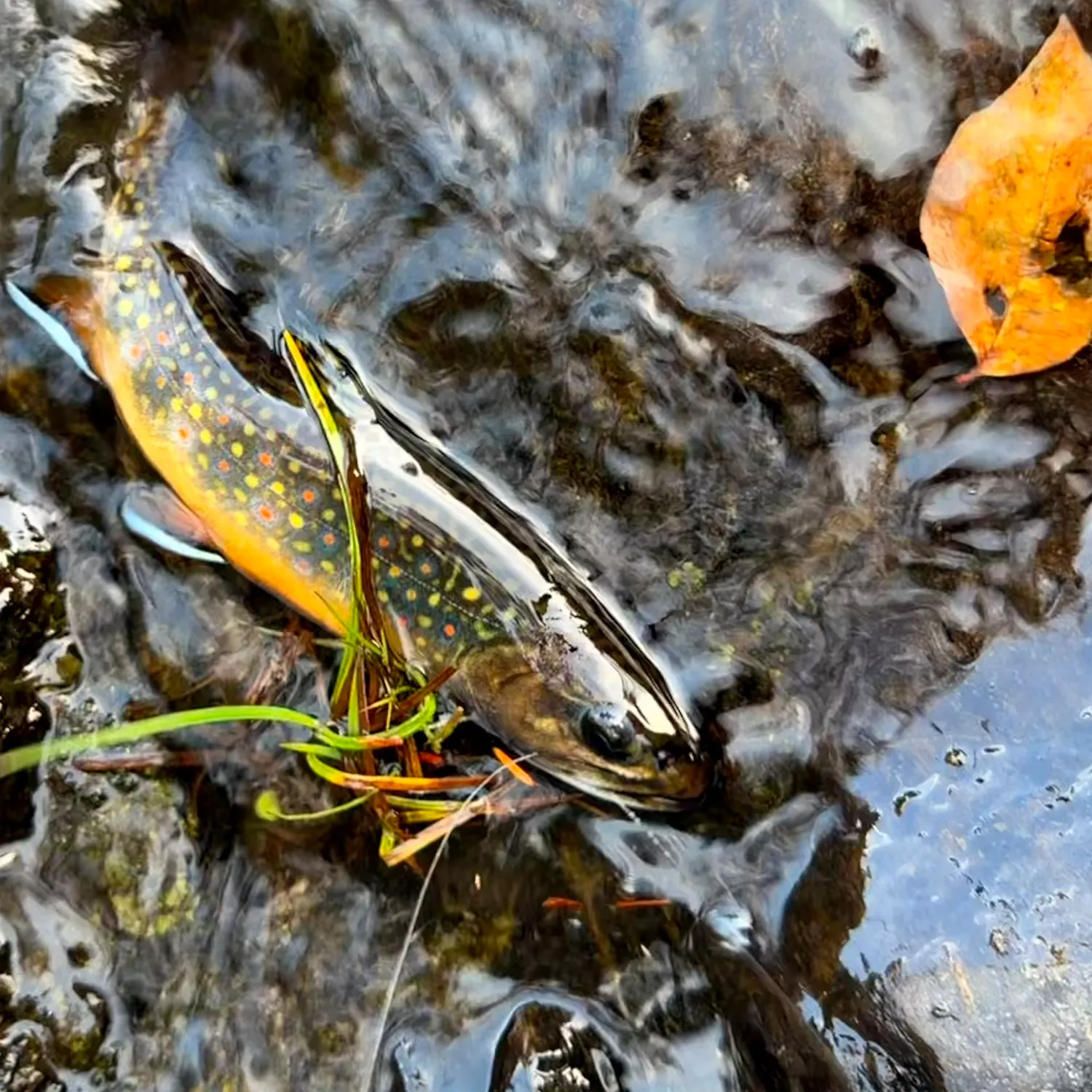 Brook trout caught on Fishbrain