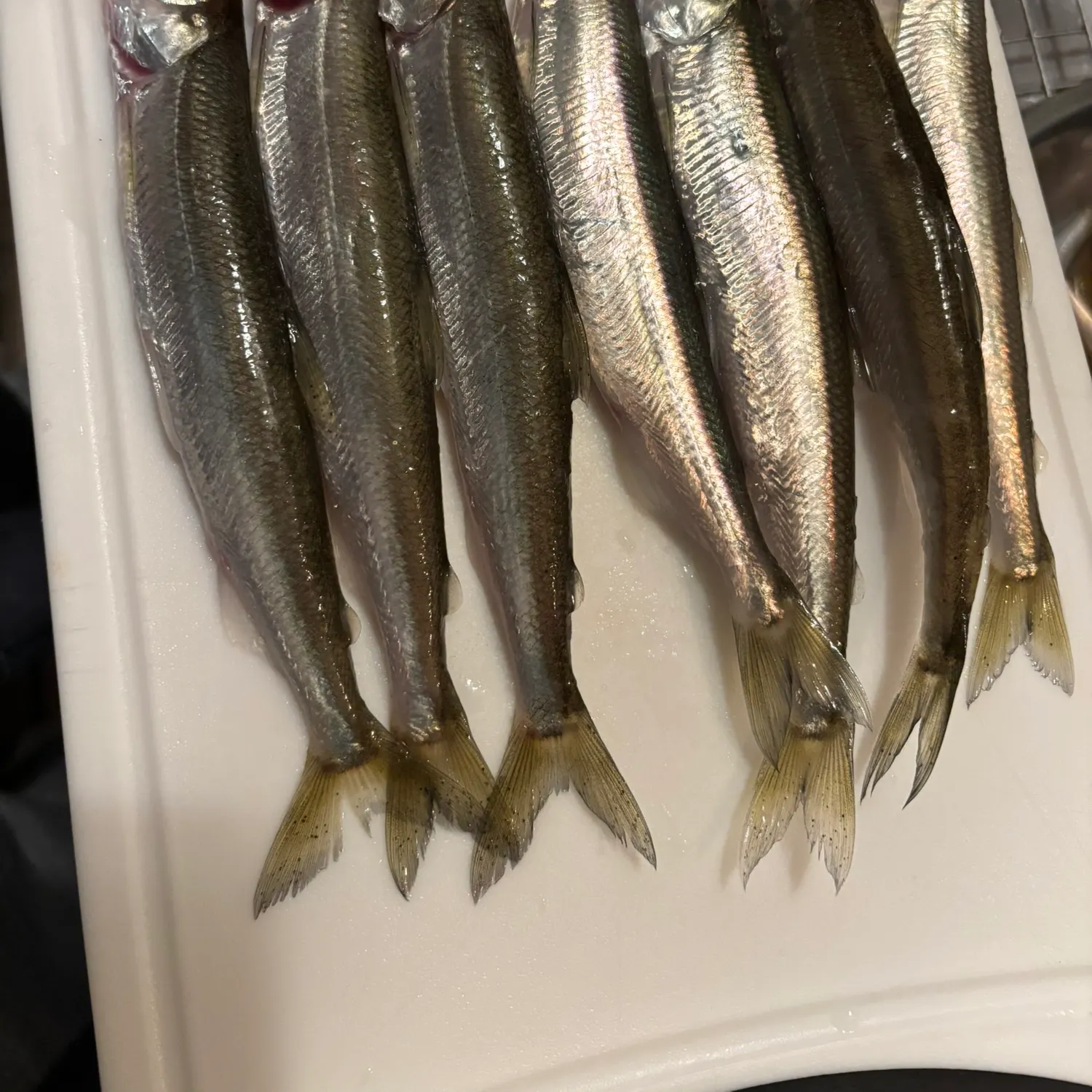 The most recent Atlantic rainbow smelt catches on Fishbrain