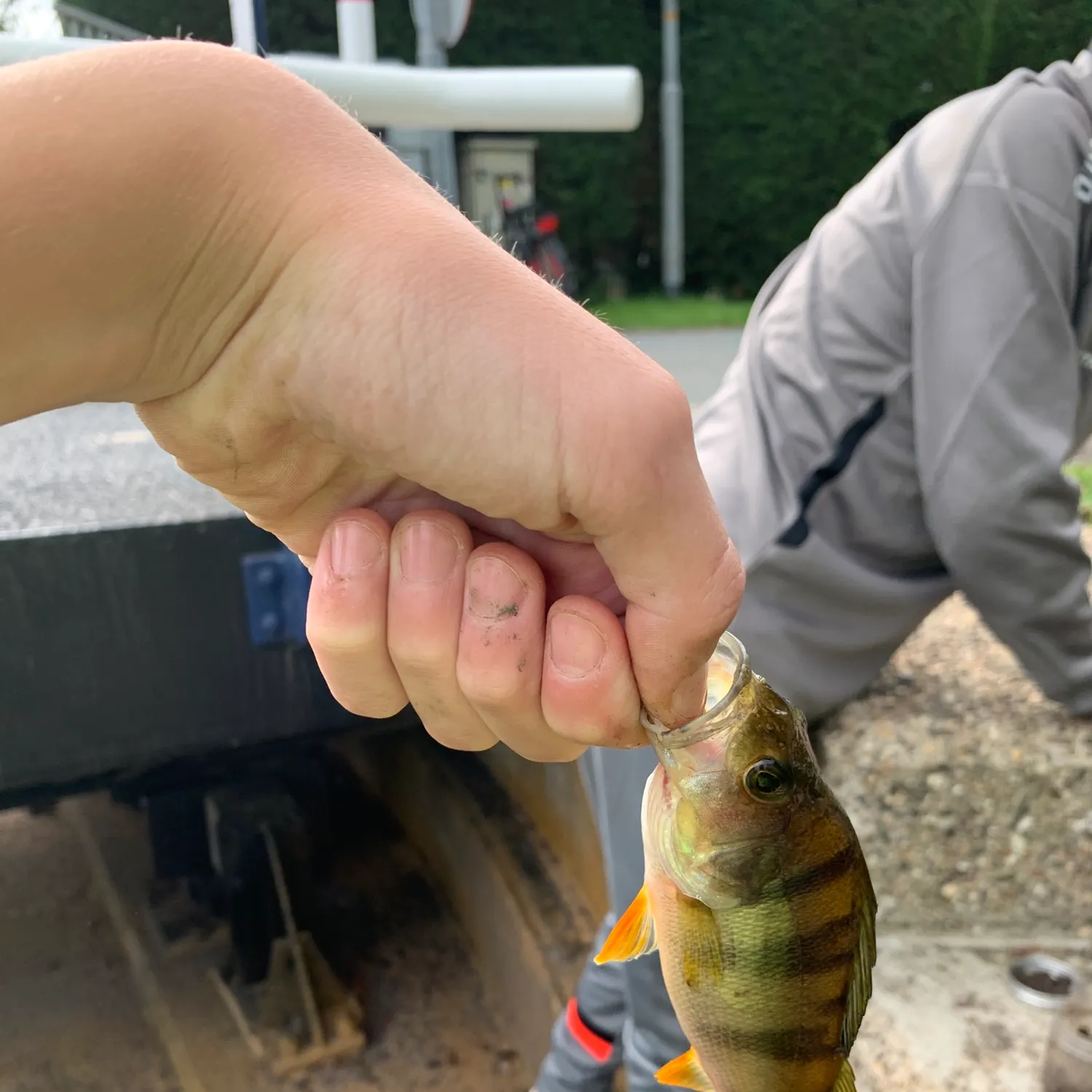 European perch caught on Fishbrain