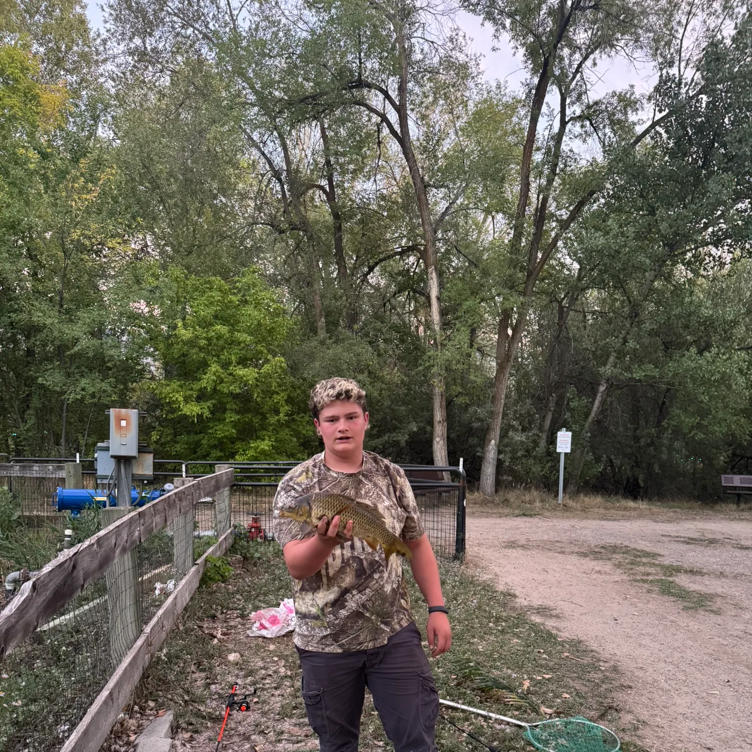 Common carp caught on Fishbrain