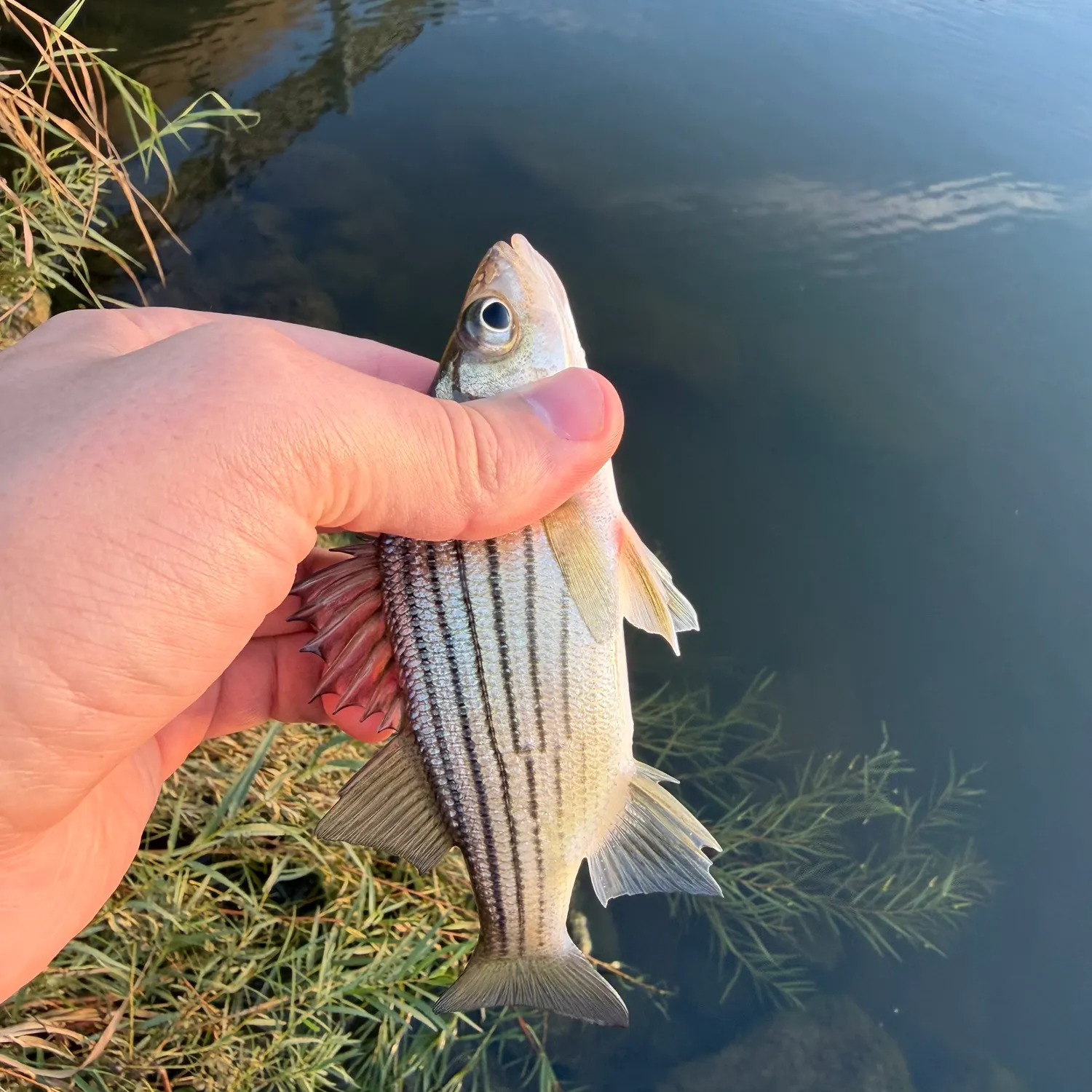 Yellow bass caught on Fishbrain