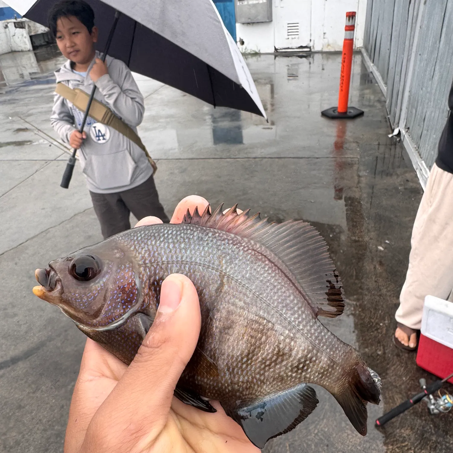 The most recent Rubberlip seaperch catches on Fishbrain