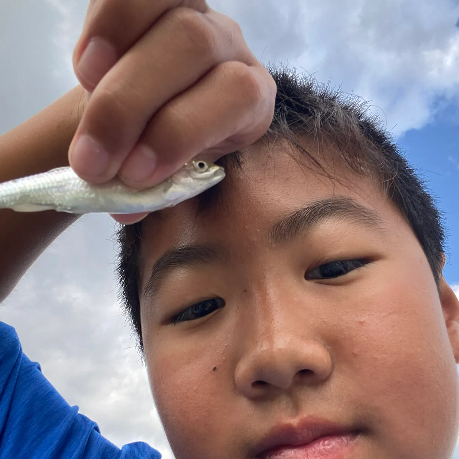 The most recent Round sardinella catches on Fishbrain