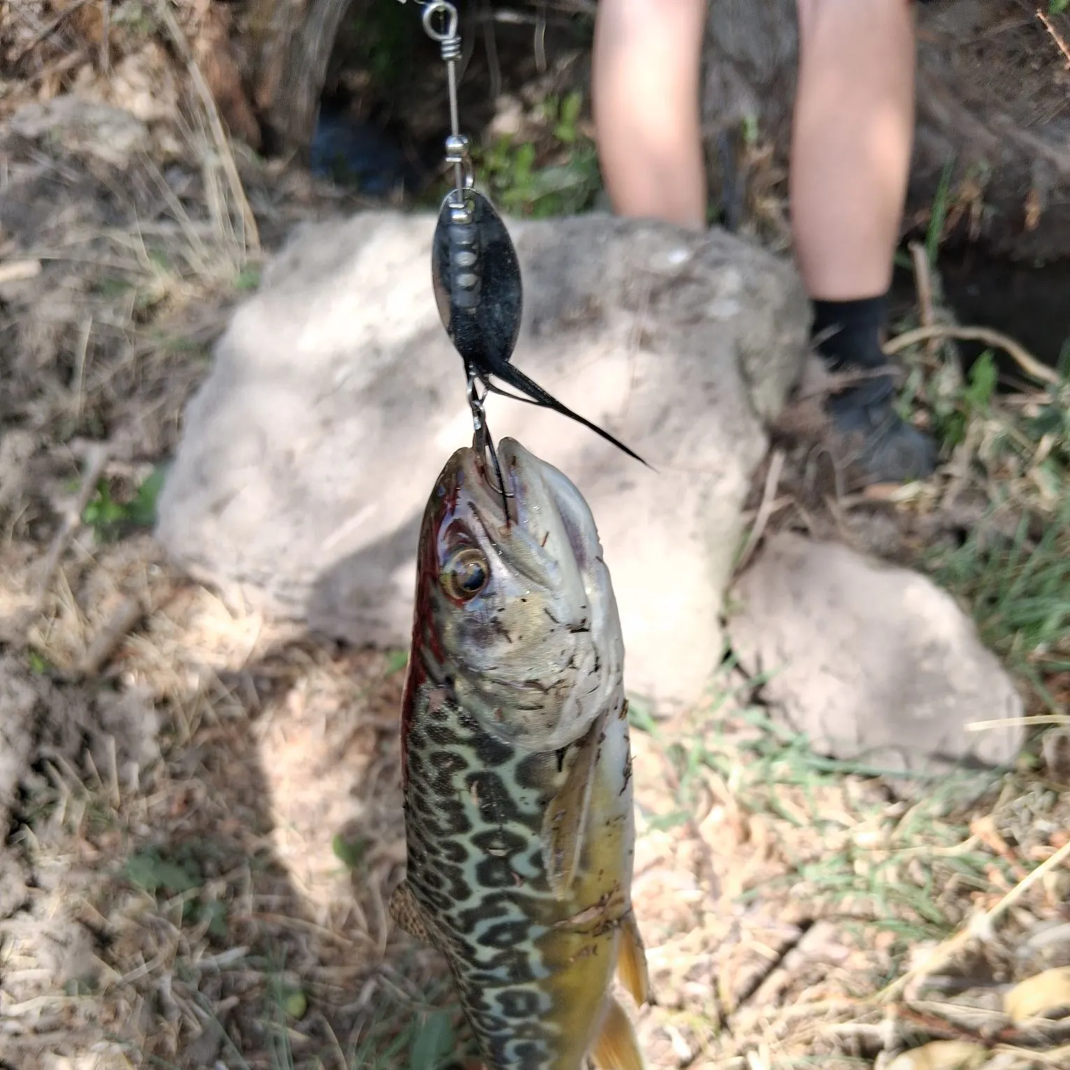 Tiger trout caught on Fishbrain
