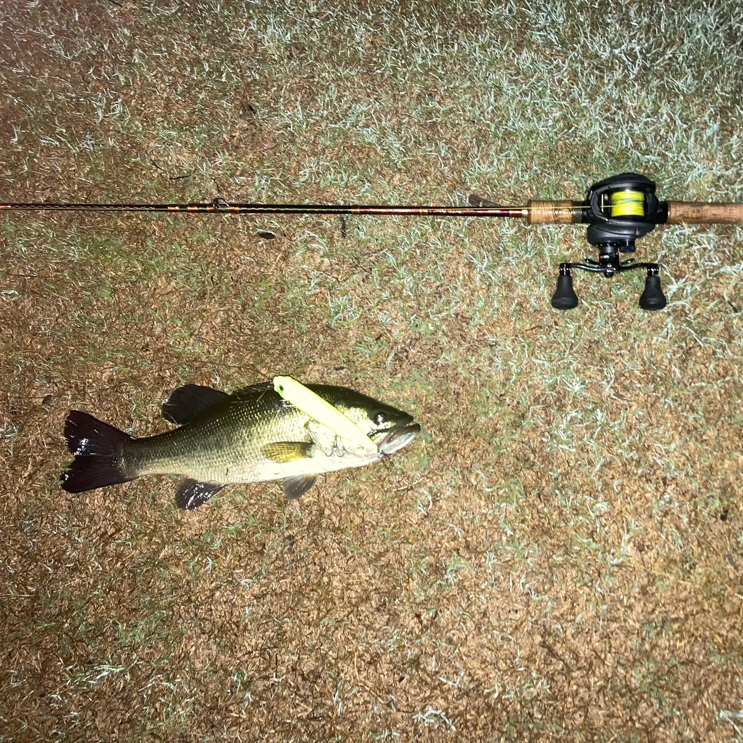 Largemouth bass caught on Fishbrain