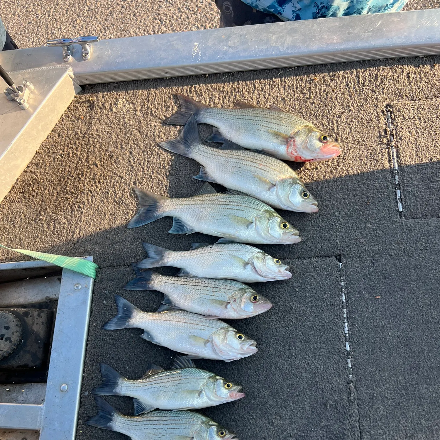 recently logged catches