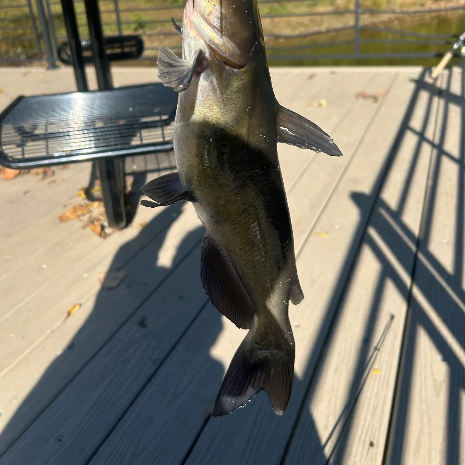 Channel catfish caught on Fishbrain