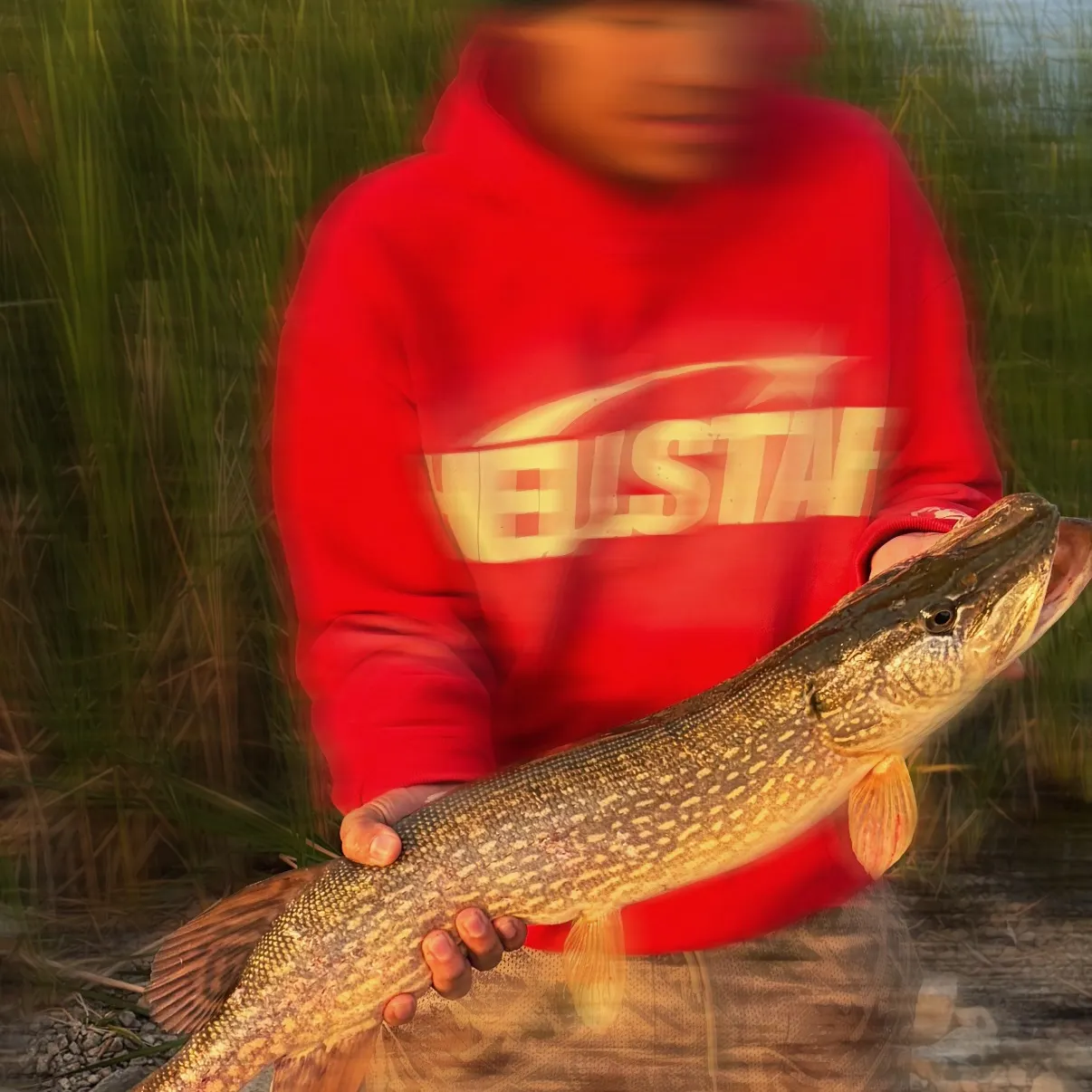 Northern pike caught on Fishbrain
