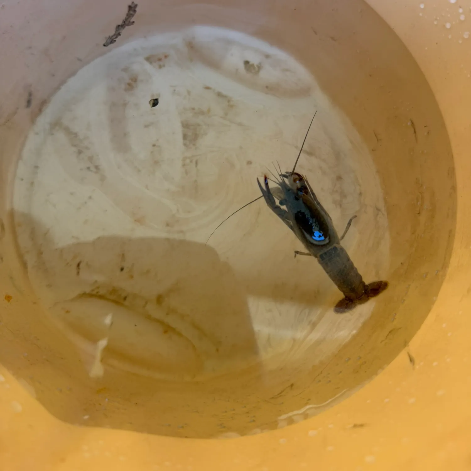 The most recent Variable crayfish catches on Fishbrain