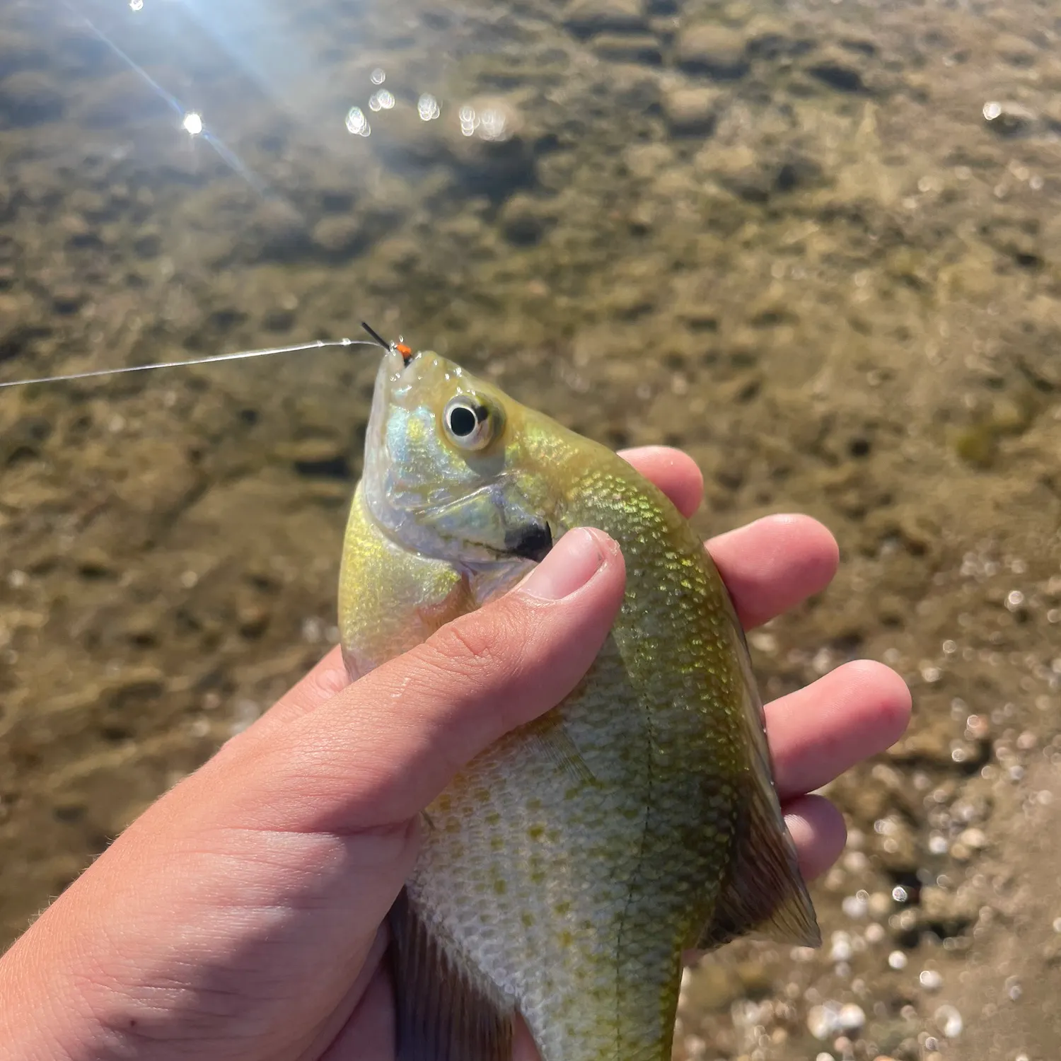 Bluegill caught on Fishbrain