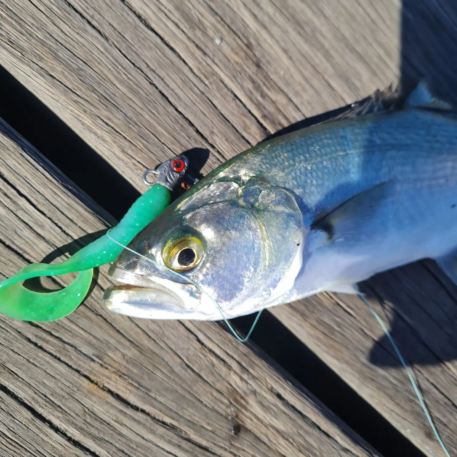 Bluefish caught on Fishbrain