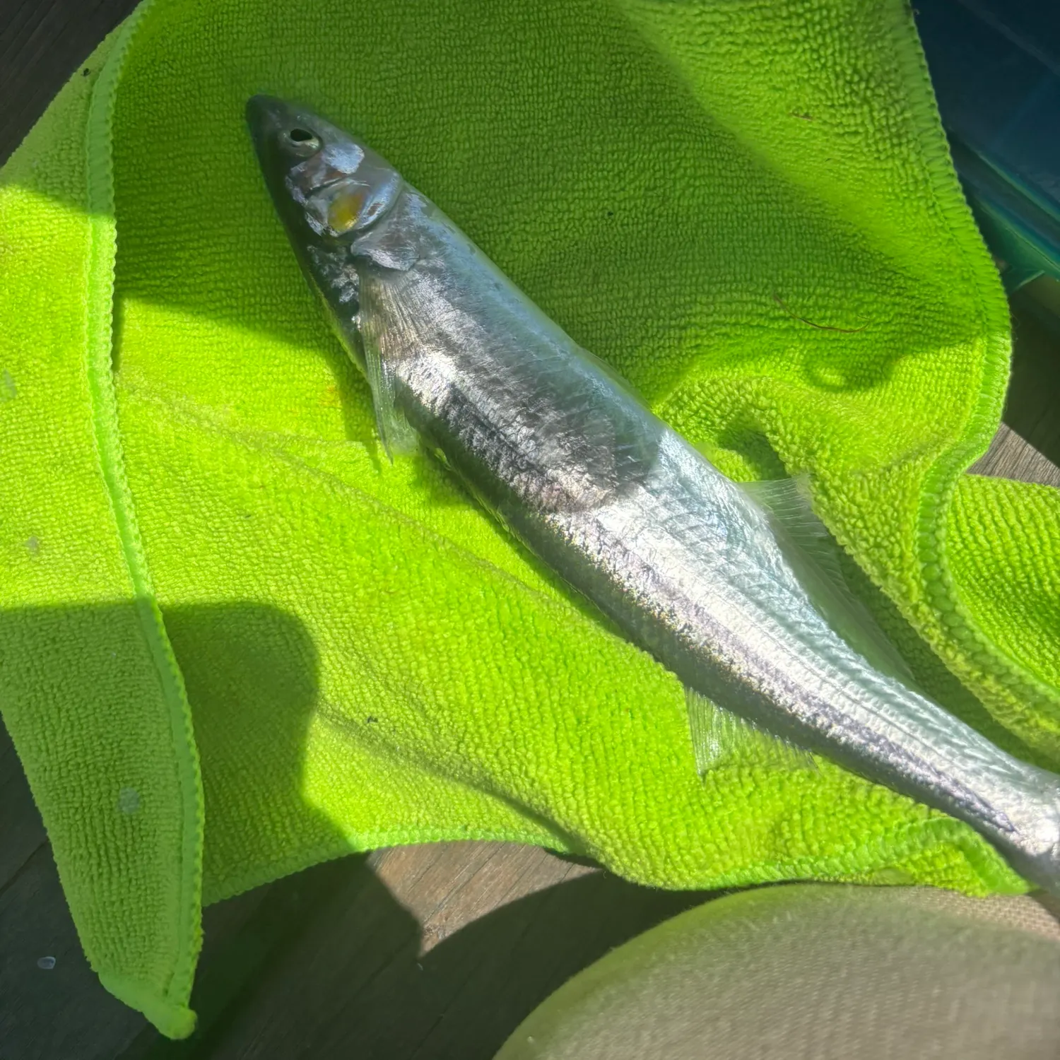 The most recent Topsmelt silverside catches on Fishbrain