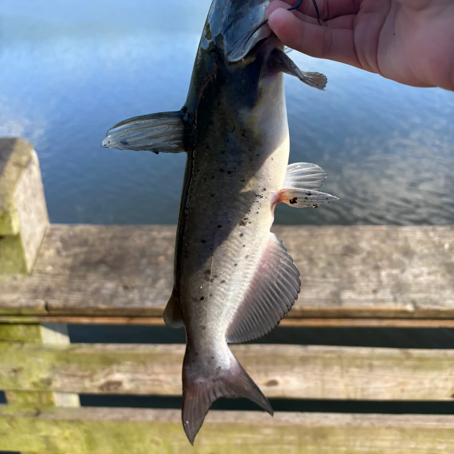 Channel catfish caught on Fishbrain