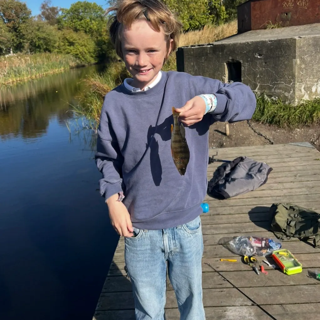 European perch caught on Fishbrain