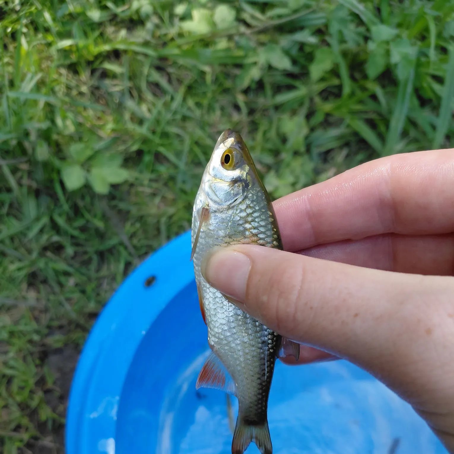 The most recent Common roach catches on Fishbrain