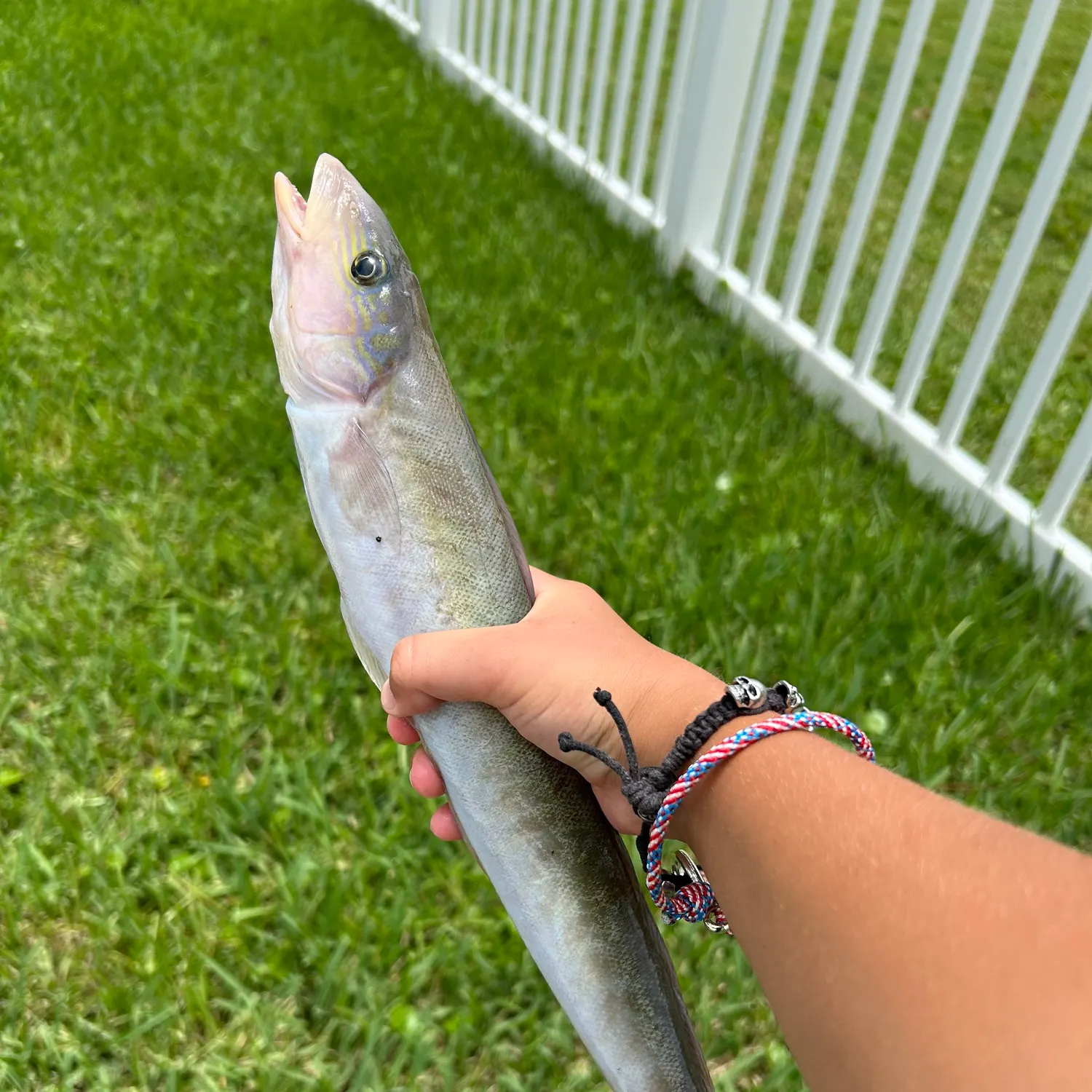 The most recent Sand tilefish catches on Fishbrain