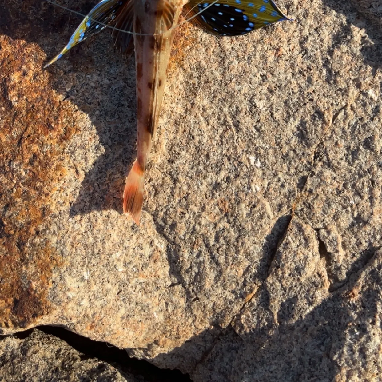 The most recent Tub gurnard catches on Fishbrain