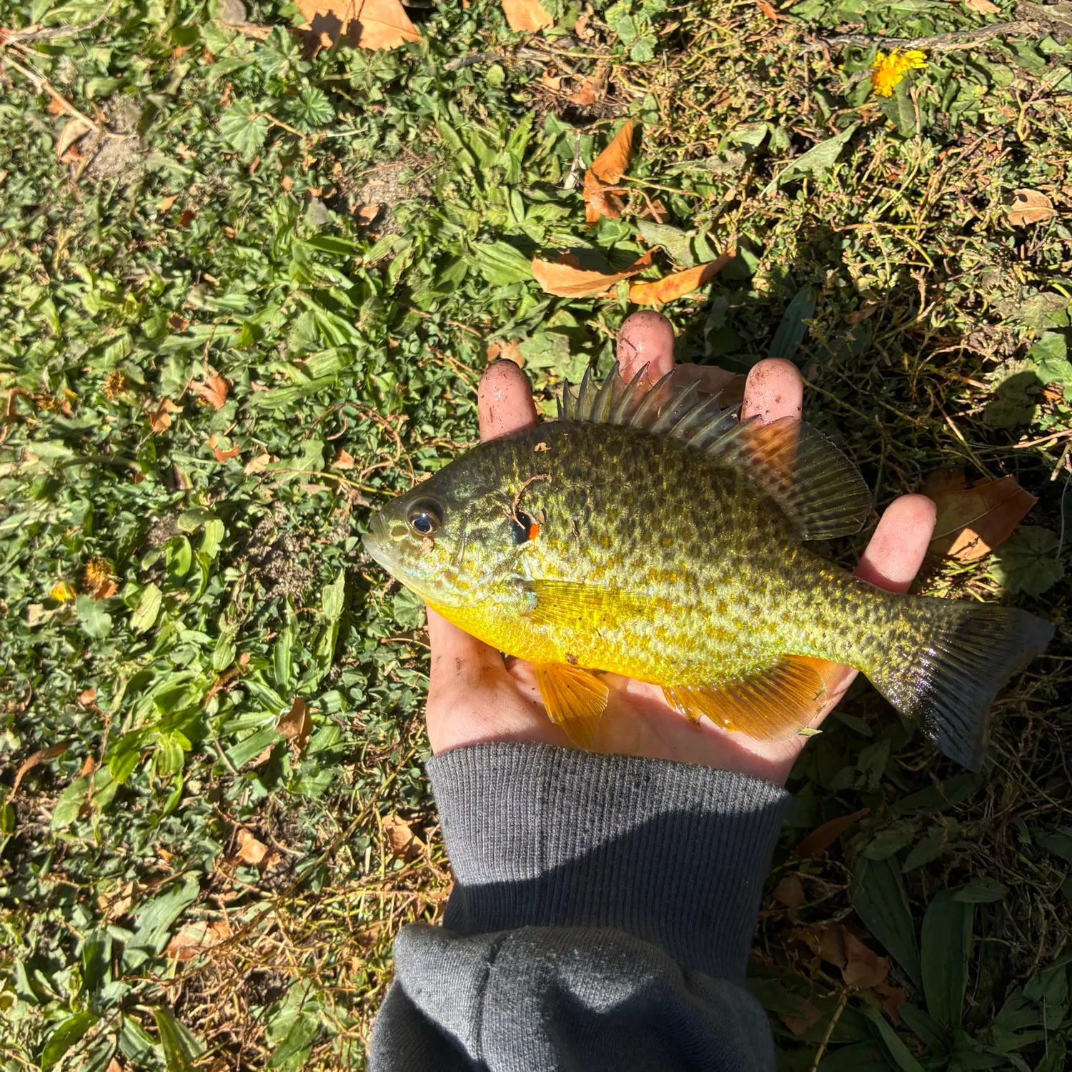 Pumpkinseed caught on Fishbrain