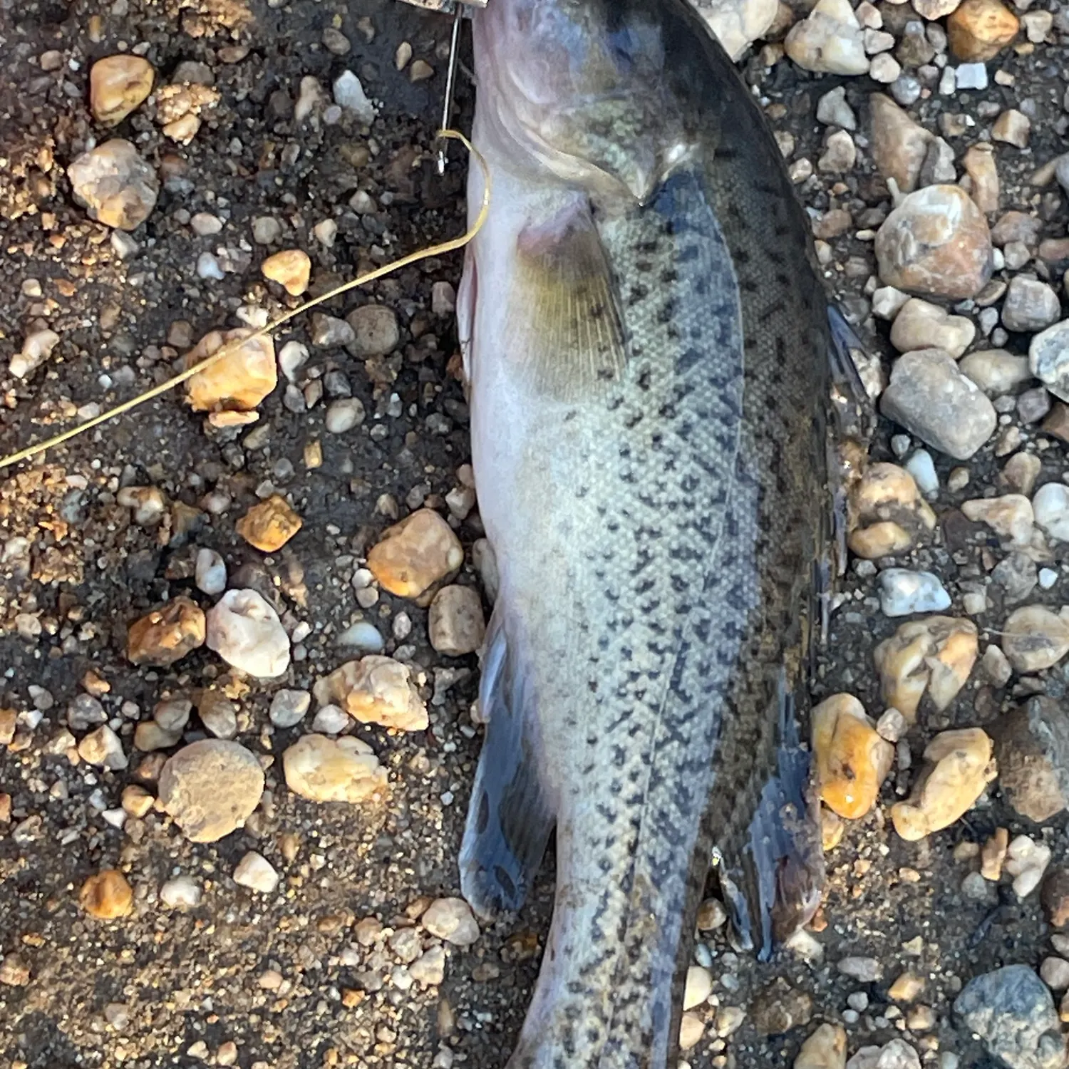 The most recent Trout cod catches on Fishbrain