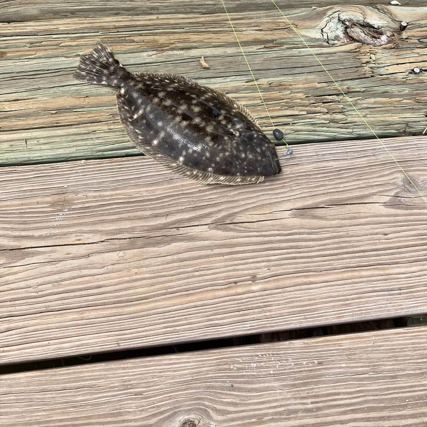 The most recent Southern flounder catches on Fishbrain
