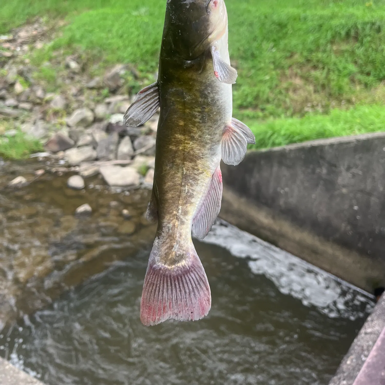 Black bullhead caught on Fishbrain