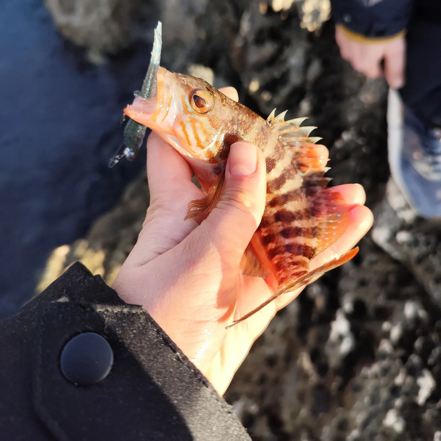 The most recent Comber catches on Fishbrain