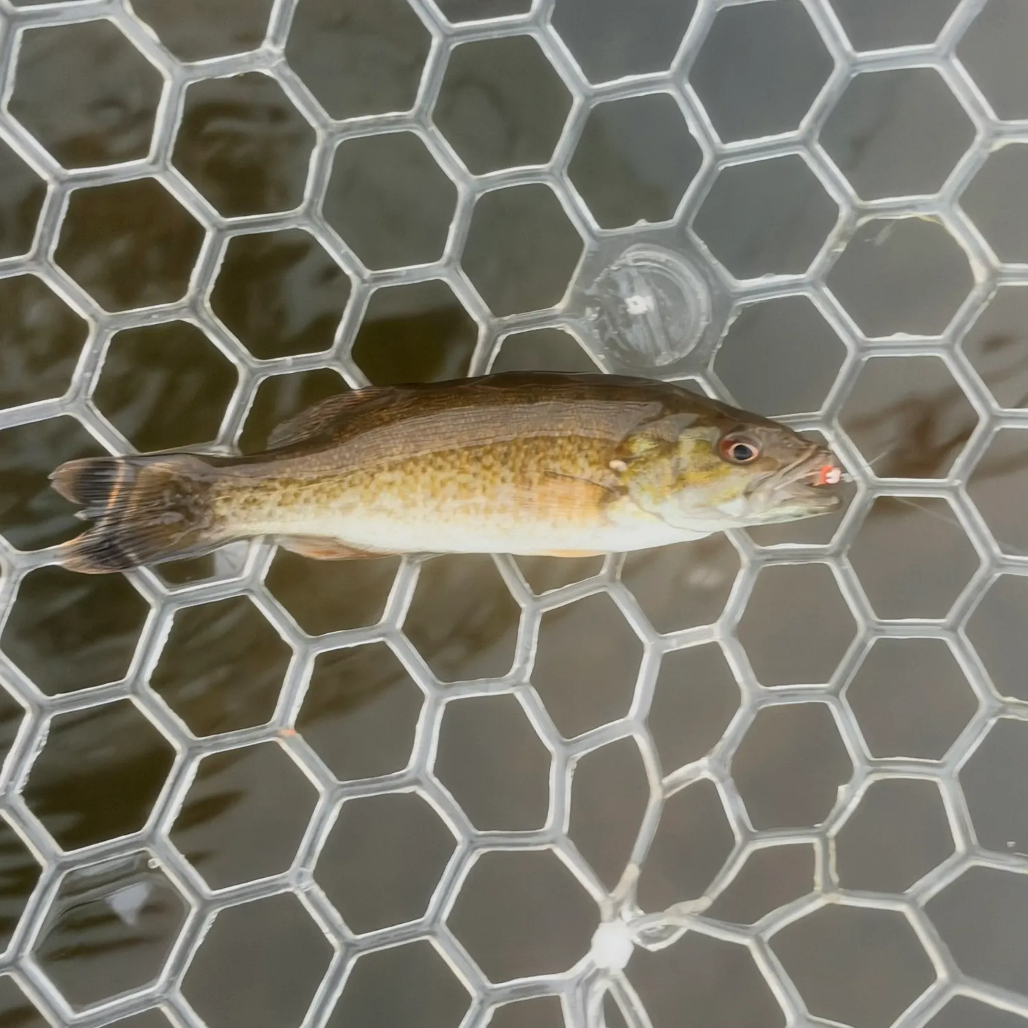 Smallmouth bass caught on Fishbrain
