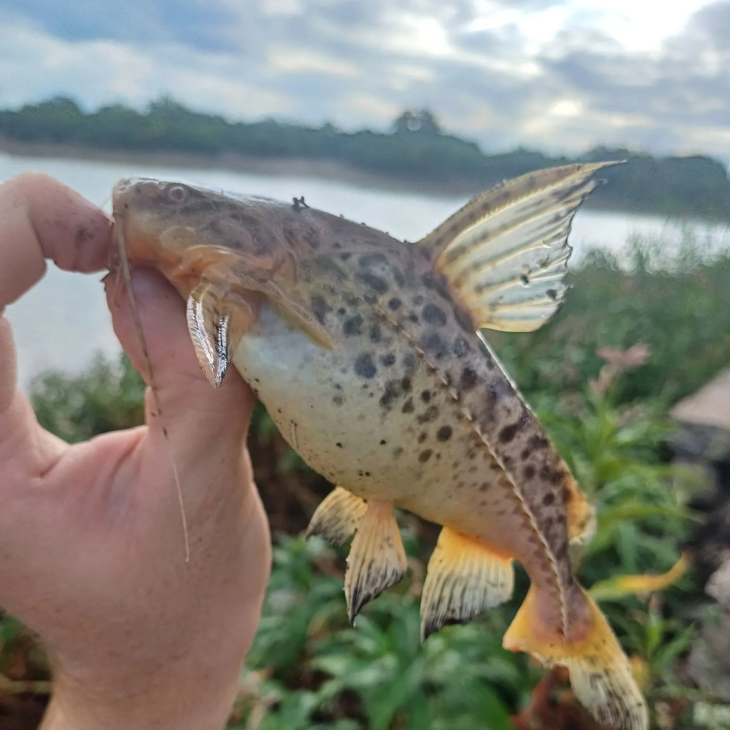 most liked catch image