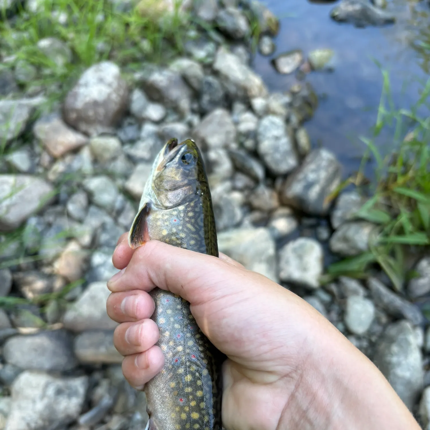 Brook trout caught on Fishbrain