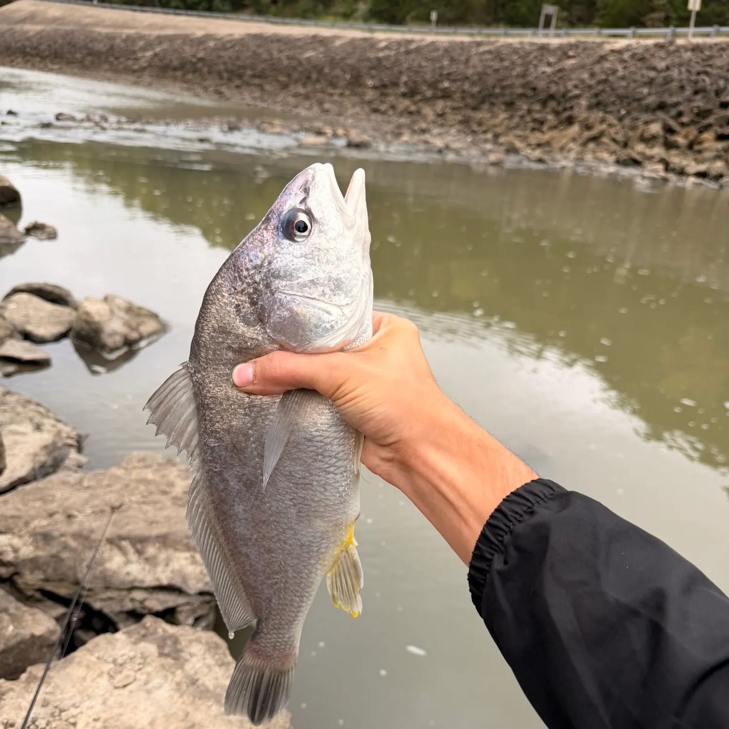 Freshwater drum caught on Fishbrain