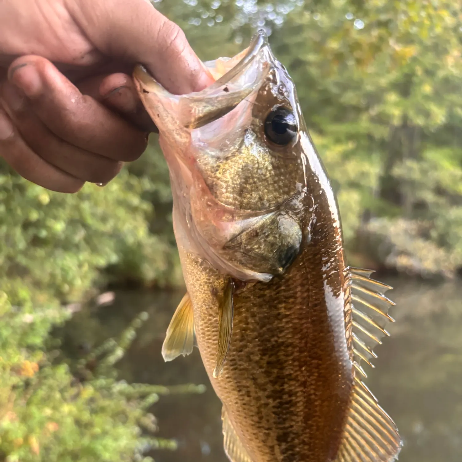 Fish caught on Fishbrain