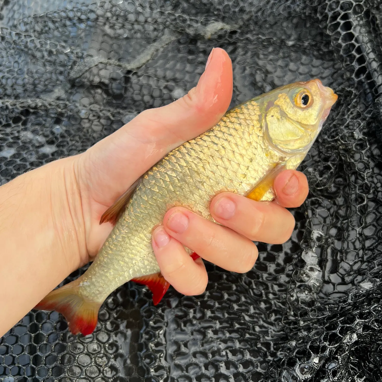 Common rudd caught on Fishbrain